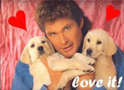 hasselhoff and puppies, oh my!  courtesy of flickr.