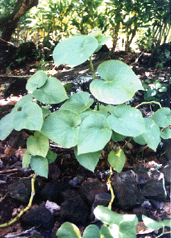 Kava plant - Awa