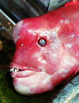 Tsukiji Fish Dude