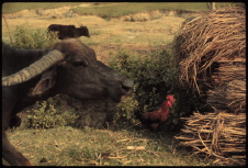 yak chick